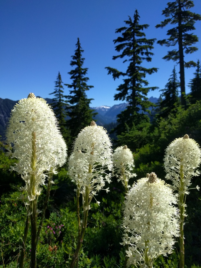 Bear Grass with a background